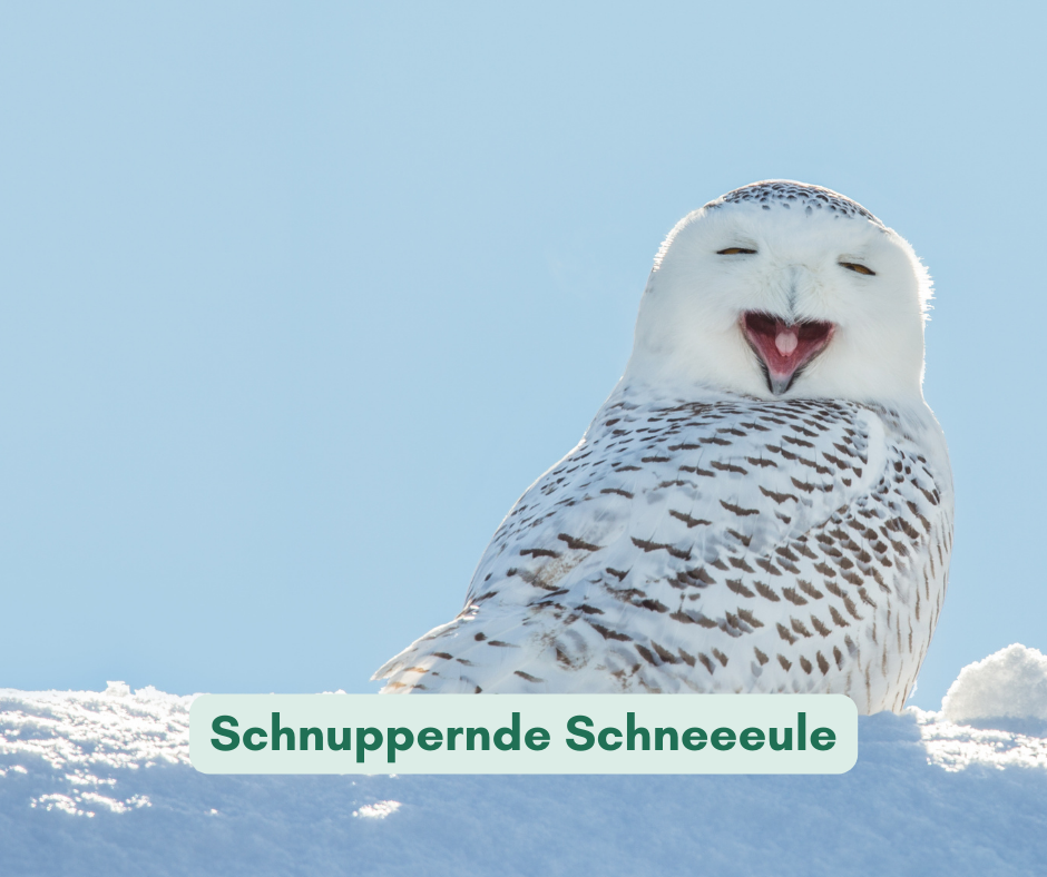 Schnuppernde Schneeeule: Probelektorat