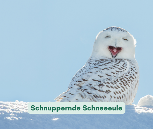 Schnuppernde Schneeeule: Probelektorat